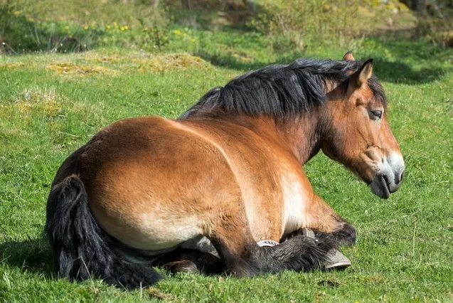 Swedish Ardennes horse laying down in a field