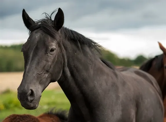 Swedish Warmblood horse close up photo