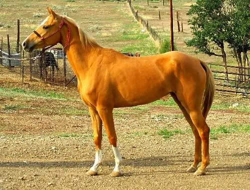 Palomino Tchenarani horse breed