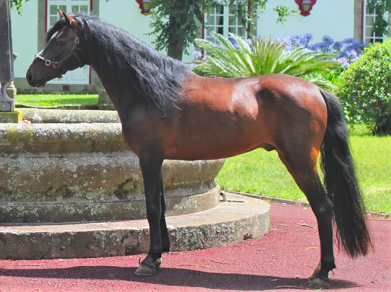 Terceira stallion, founding stallion of this Portuguese horse breed