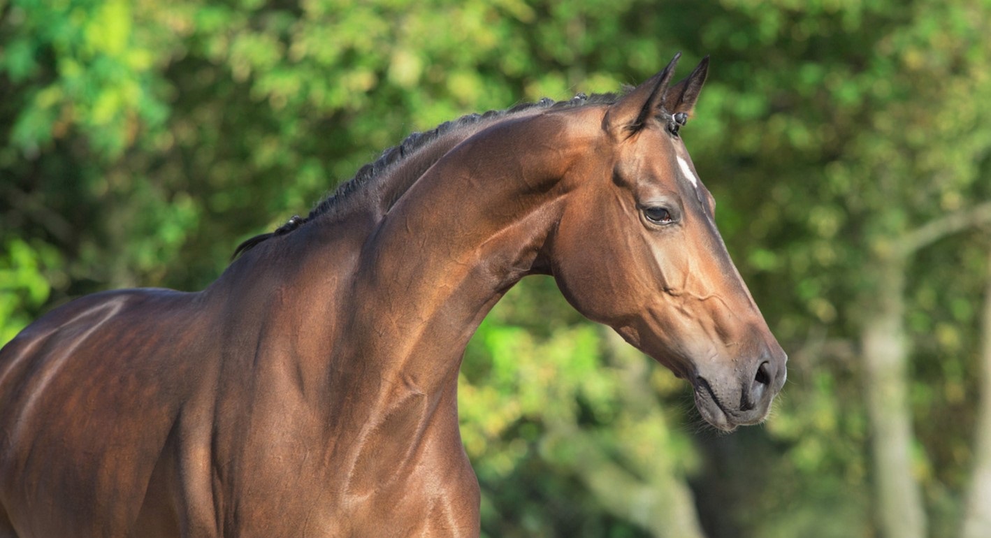 Facts about Thoroughbred horses