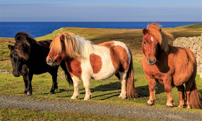 Three Shetland Ponies standing at the side of a dirt road in the Shetland Isle moors
