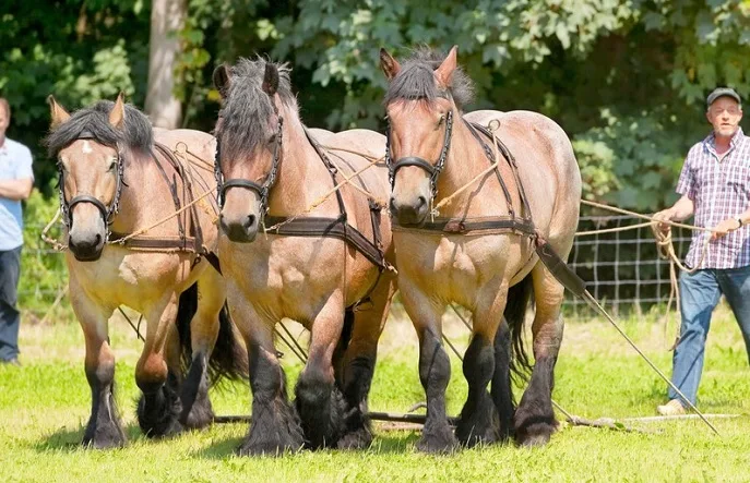 Three horses pulling farm machinery