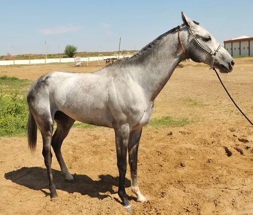 Turkmen horse being held with a halter on