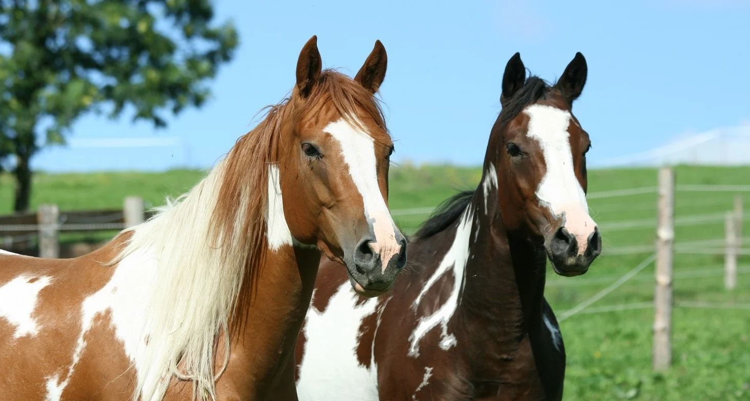 Two Paint horses looking off into the distance with their ears forward