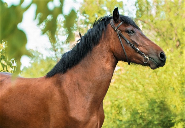 A bay Vyatka Horse breed