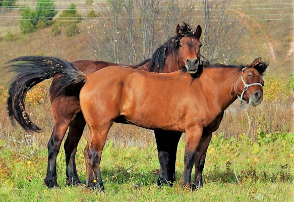 Two Vyatka horses in a field in Russia