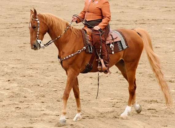 Woman in western clothing riding an American Saddlebred horse