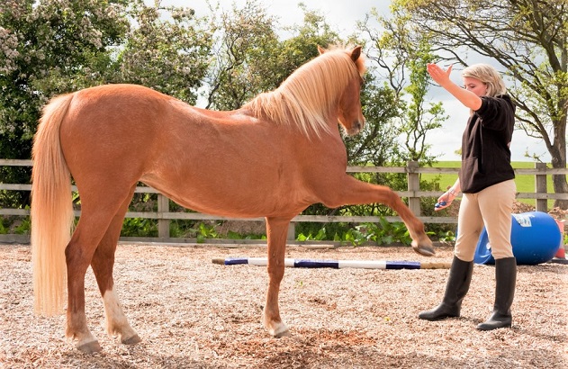Woman practicing natural horsemanship with her horse