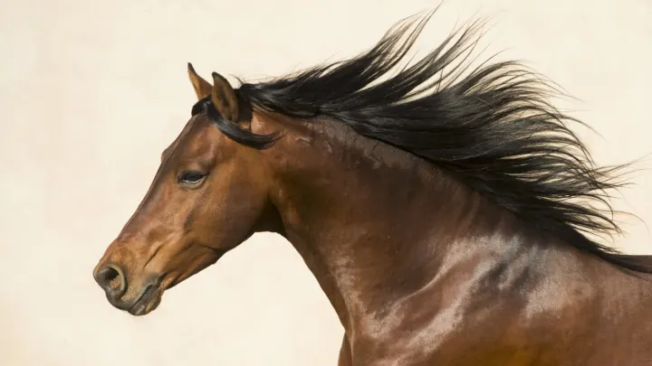 African horse breeds list, history, facts, and more
