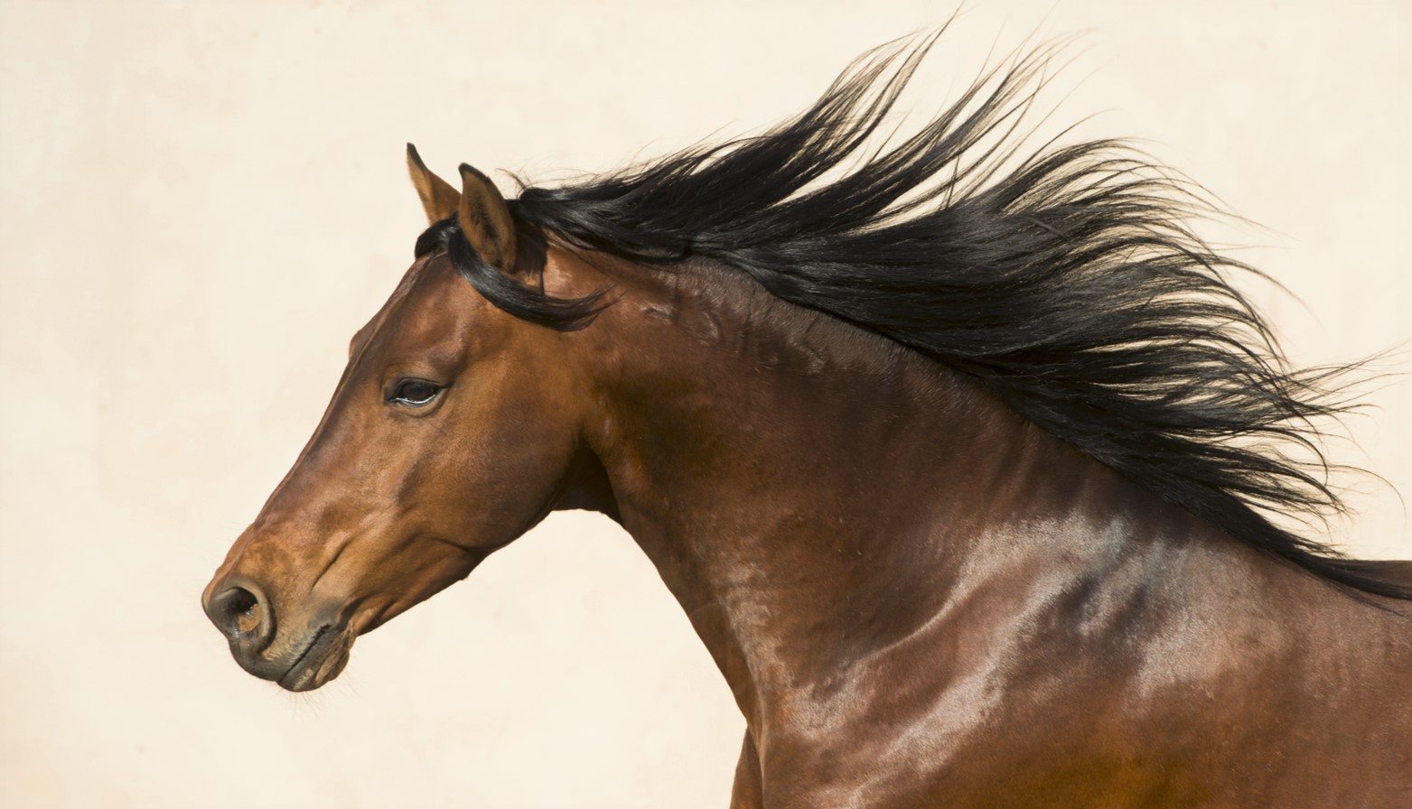 15 Native African Horse Breeds
