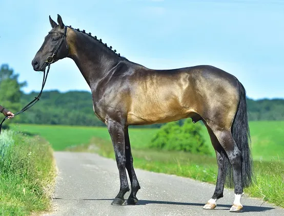 Akhal Teke horse with a rare metallic sheen coat