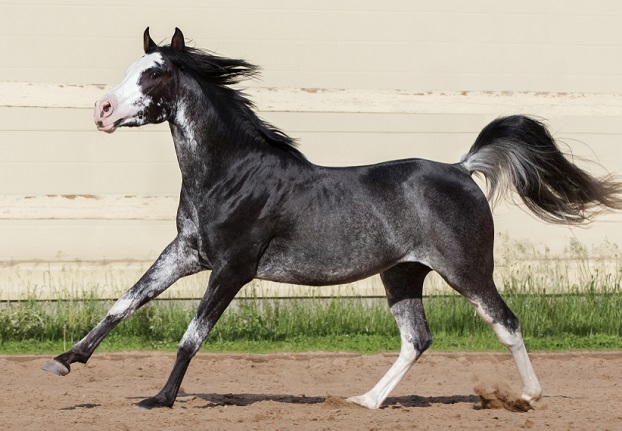 Arabian horse with a rare Sabino colored coat