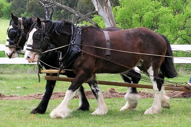 Australian Draft horses pulling a plough