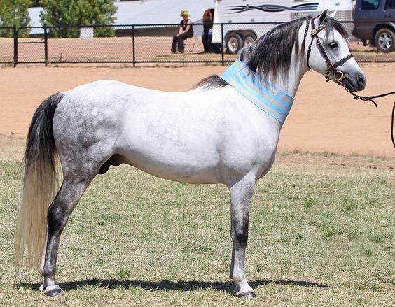 Australian Pony breed
