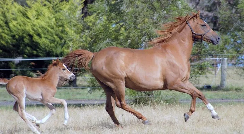 Australian Stock Horse and foal cantering in a field