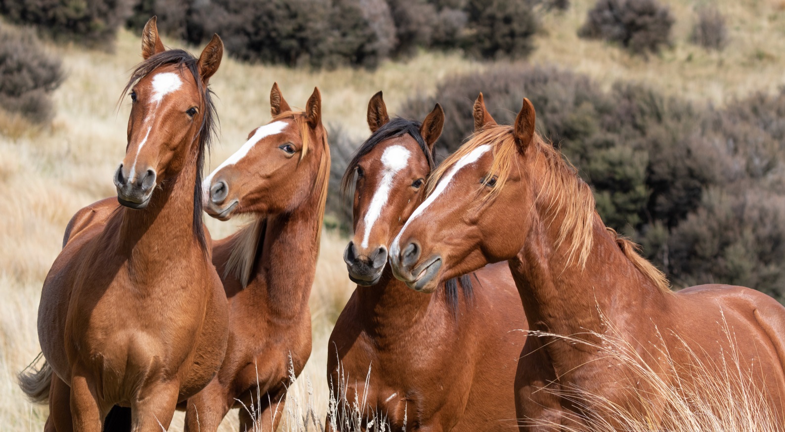 10 Native Australian Horse Breeds
