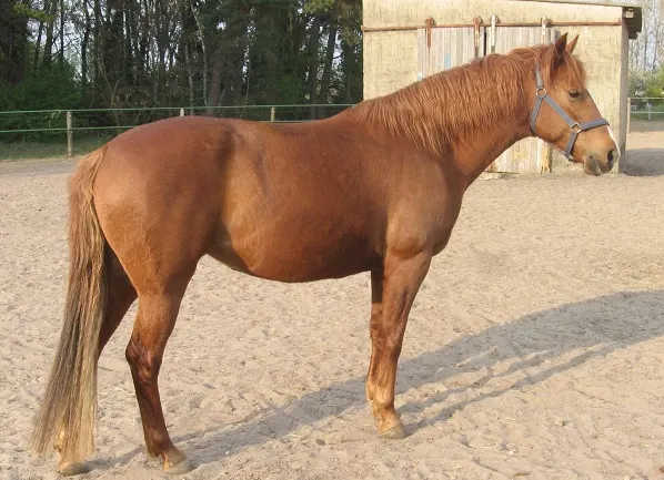Barb horse breed native to Africa
