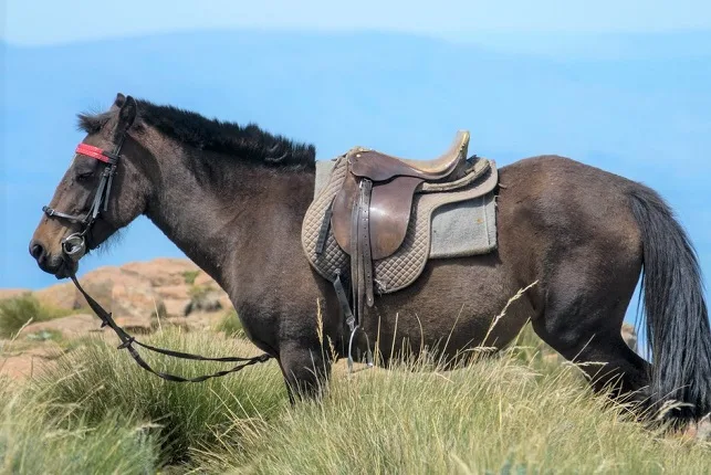 Basotho horse tacked up standing in the local African countryside