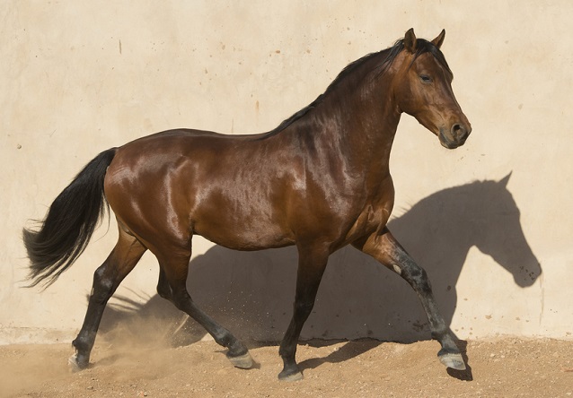 Bay Nooitgedachter stallion rare breed from South Africa