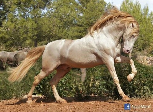 pearl horse color