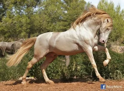 Beautiful chestnut pearl coloured horse