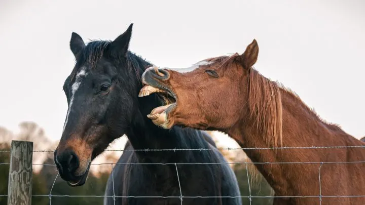Best horse jokes and puns for equestrians and horse racing lovers