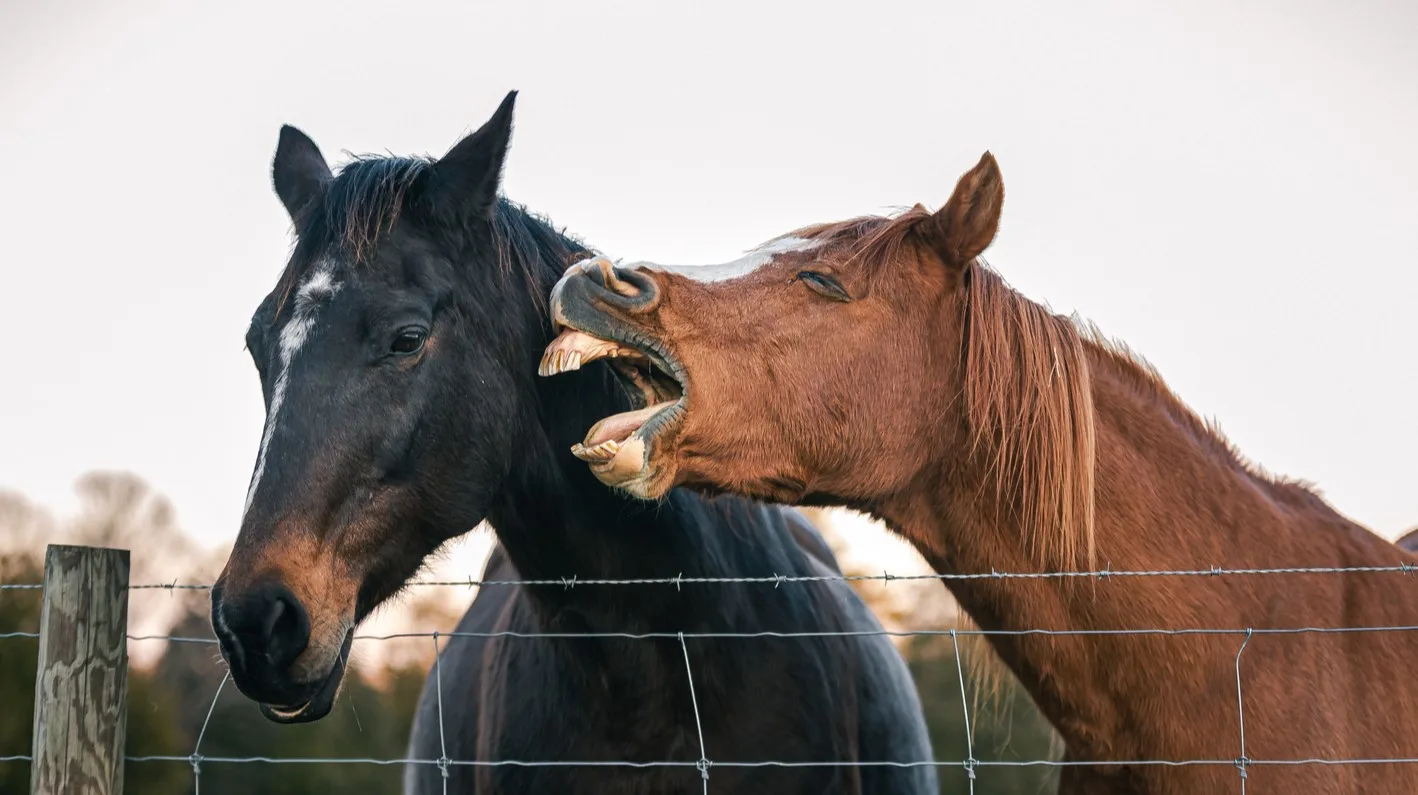 Best horse jokes and puns for equestrians and horse racing lovers