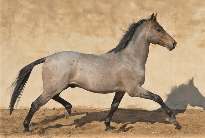 Boerperd horse breed from South Africa