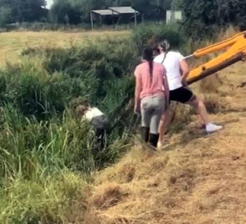Boy jumps into canal to save horse