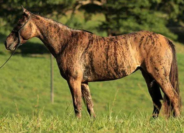 Horse with a rare brindle horse coat color
