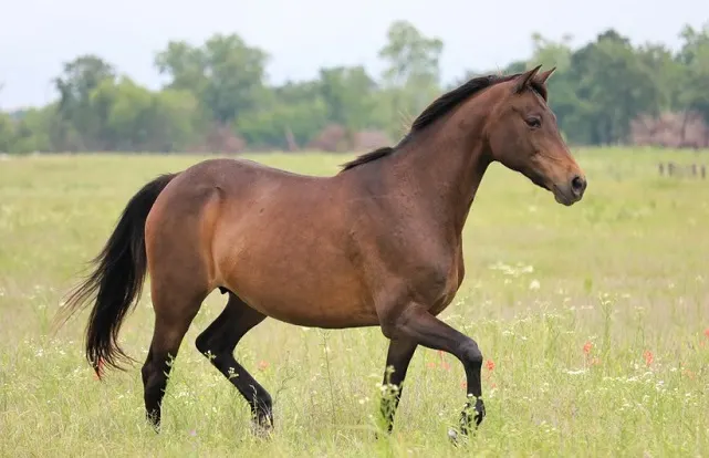 Brown Morgan horse trotting through a field