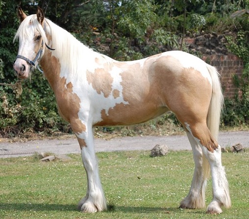 Buckskin Pinto horse coat color