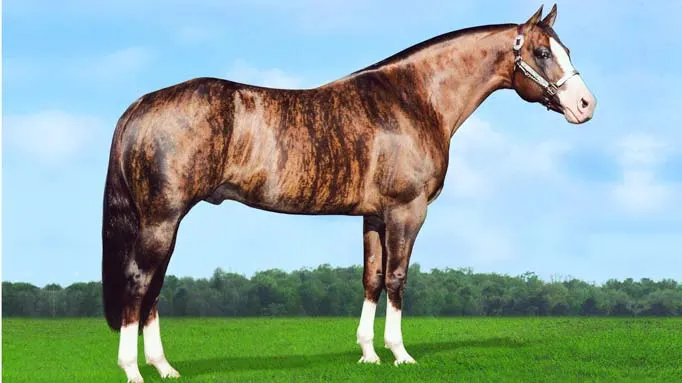 Brindle horse coat color