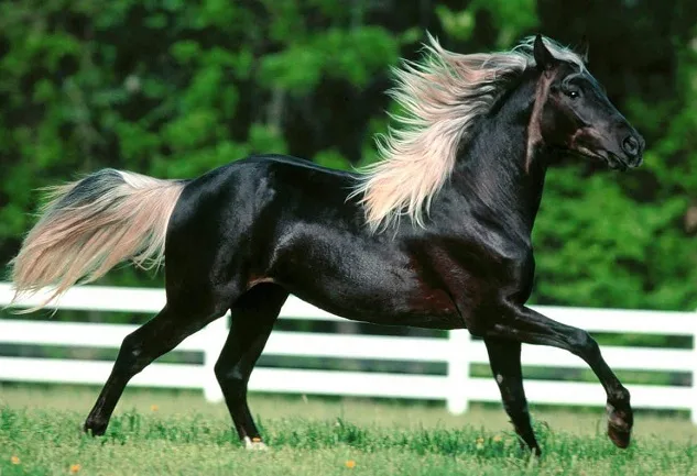 palomino horse with black mane