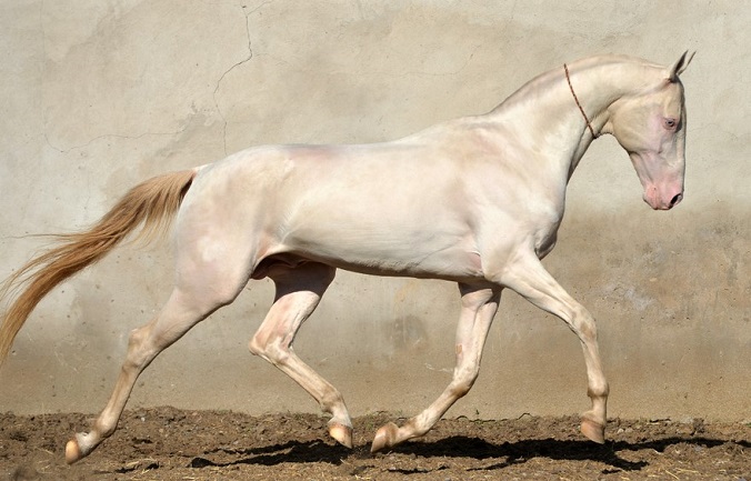 Cremello Akhal-Teke horse trotting in a ménage