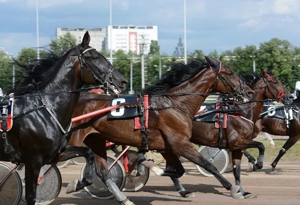 Dark horses harness racing