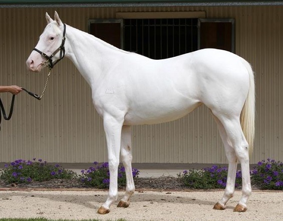 Dominant white rare horse coat color