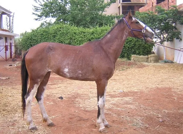 Dongola horse that originates in Africa
