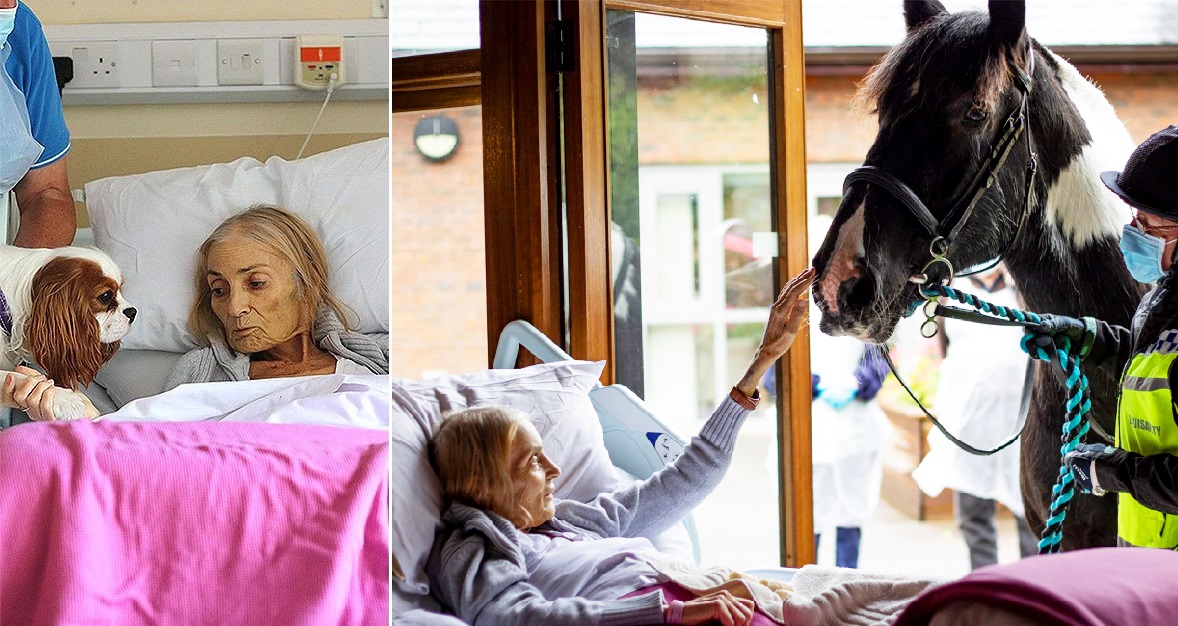 Dying woman visited by her horse and dogs in a hospice