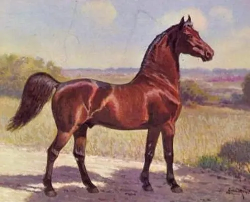 Figure, foundation stallion of the Morgan horse breed