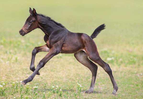 baby colt horse