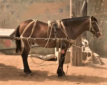 Fouta horse harnessed up to a cart