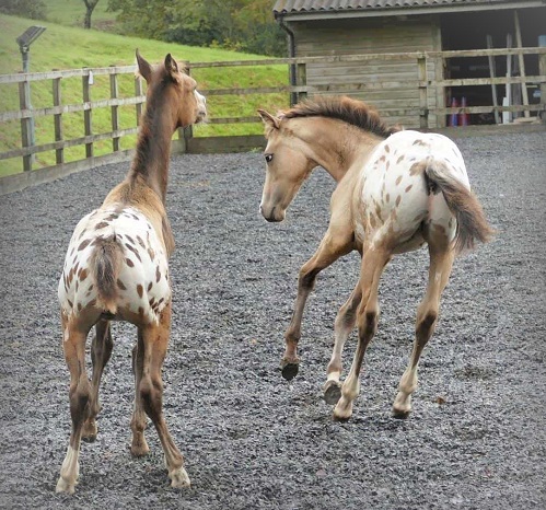 GFS Shockwave and GFS Aftershock twin foals