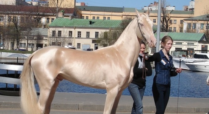 Breathtakingly Beautiful Horse Looks Like It’s Been Dipped in Gold