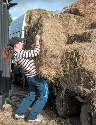 Horse girl lifting a bale of hay