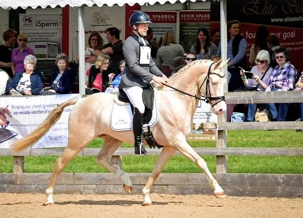 Kambarbay being ridden in a horse show ring