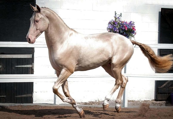 Kambarbay, golden Akhal-Teke horse