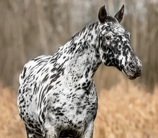 Leopard spotted Knabstrupper horse