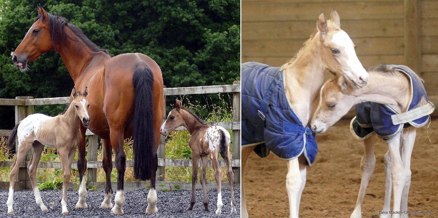 Incredible Mare Gives Birth to Healthy Twins for a Second Time